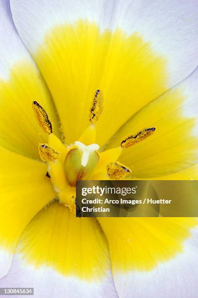 wild tulip, blossom detail (tulipa kaufmanniana hybride) - tulipa liliaceae kaufmanniana stock pictures, royalty-free photos & images