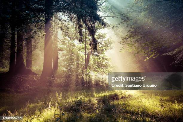 sunbeams piercing a forest at sunrise - wald sonnenstrahlen stock-fotos und bilder