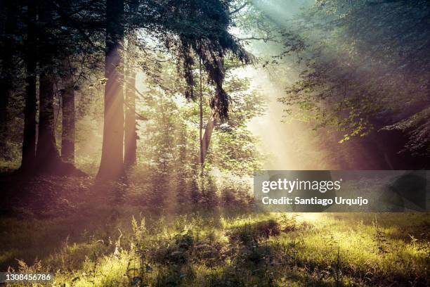 sunbeams piercing a forest at sunrise - meadow forest ストックフォトと画像