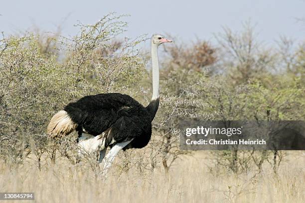 ostrich (struthio camelus), khama rhino sanctuary park, serowe, botswana, africa - khama rhino sanctuary stock pictures, royalty-free photos & images