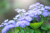 beautiful Ageratum violet flower in the garden in speing