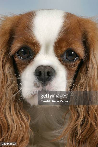 cavalier king charles spaniel, blenheim - cavalier cavalry stock pictures, royalty-free photos & images
