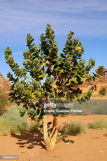 inflorescence of dogbane or apple of sodom (calotropis procera), sahara, libya, north africa - sodom apple stock-fotos und bilder