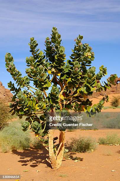 inflorescence of dogbane or apple of sodom (calotropis procera), sahara, libya, north africa - sodom apple stockfoto's en -beelden