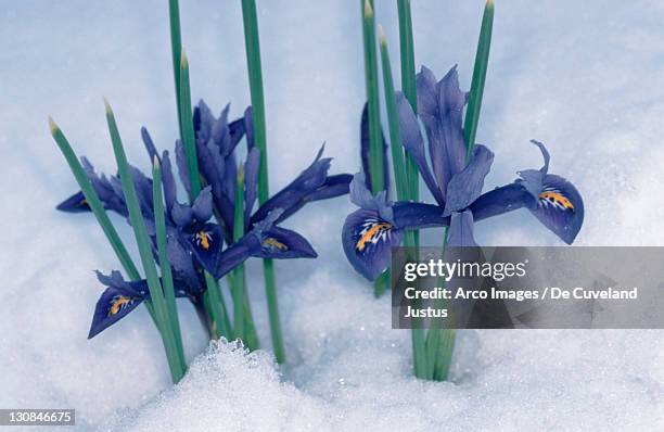 iris in snow (iris reticulata ) - iris reticulata stock pictures, royalty-free photos & images