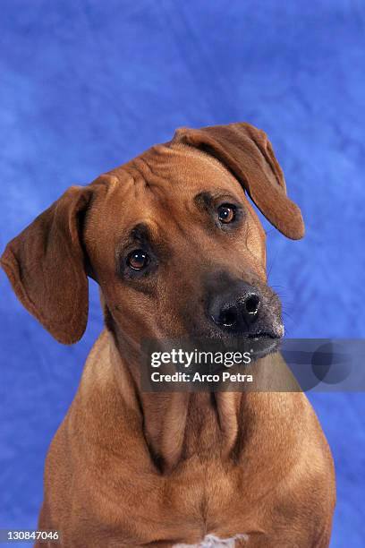 Avatar For Ridgeback 74 Ridgeback Studio Stock Photos, High-Res Pictures, and Images - Getty ...