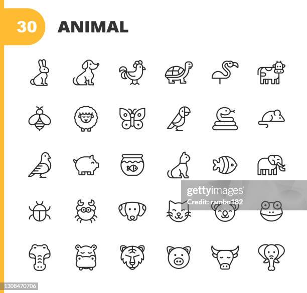 animal line icons. editable stroke. pixel perfect. for mobile and web. contains such icons as rabbit, dog, chicken, tortoise, pelican, cow, bee, sheep, butterfly, parrot, snake, mouse, bird, pig, fish, cat, bear, frog, crocodile, hippo, tiger, bull. - rainforest icon stock illustrations