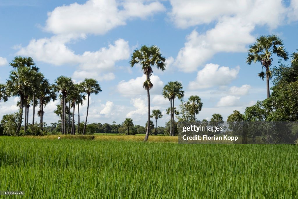 Landscape with rice field and palm trees, Takeo Province, Cambodia