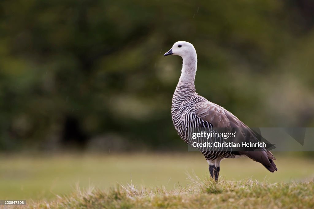 Upland Goose Chloephaga Pictaat The National Park Tierra Del Fuego Bild & Inspiration Foto zu Upland Goose Chloephaga Pictaat The National Park Tierra Del Fuego
