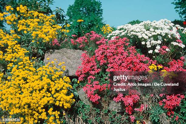 blooming flowers on wall, phlox, golden alyssum and candytuft (phlox subulata), alyssum saxatile), (iberis sempervirens) - alyssum saxatile stock pictures, royalty-free photos & images