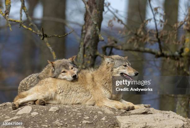 two canadian timberwolves - wolf paw stock pictures, royalty-free photos & images