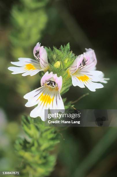 red eyebright or figwort (euphrasia officinalis) - euphrasia officinalis stock pictures, royalty-free photos & images