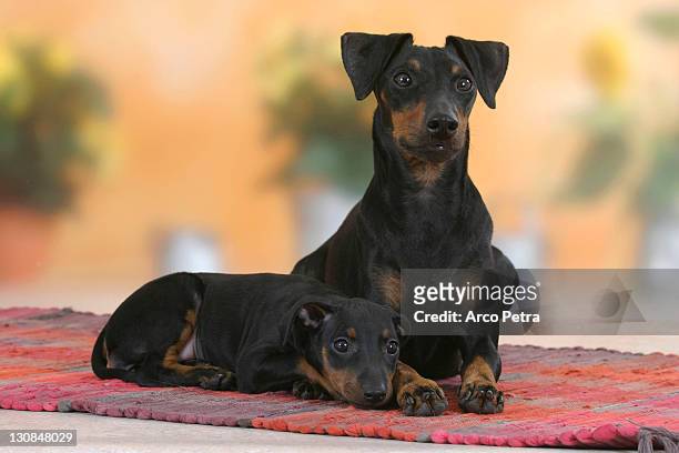 manchester terrier with puppy, 8 weeks - terrier photos et images de collection