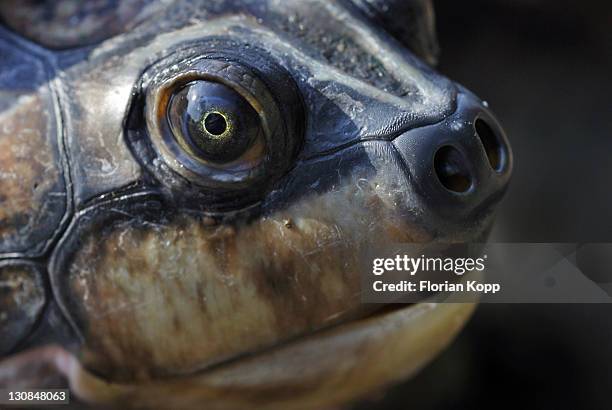 head of a yellow-spotted river turtle (port: tartaruga, podocnemis unifilis), amazon bazin, brazil - yellow spotted amazon river turtle stock pictures, royalty-free photos & images