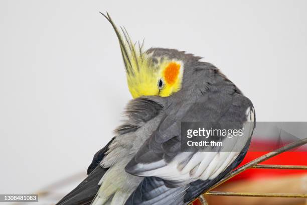 cockatiel, cleaning his feathers - cockatiel bildbanksfoton och bilder