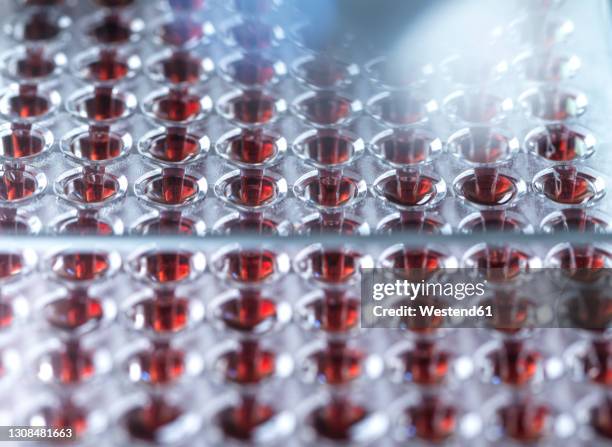 Well Plate Lab Photos and Premium High Res Pictures - Getty Images