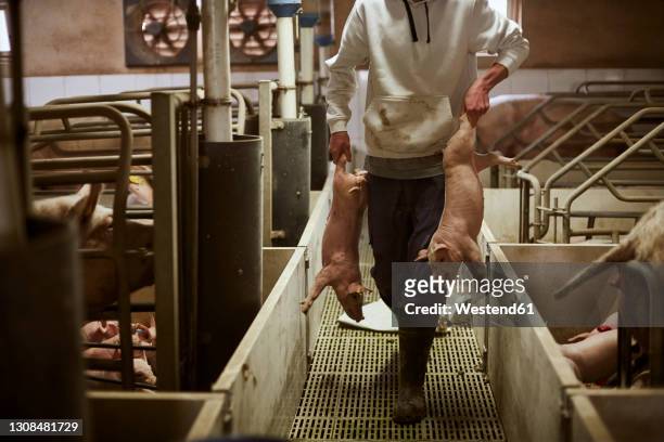 teenage boy carrying piglets in pigpen - varkenshok stockfoto's en -beelden