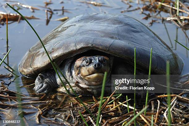 yellow-spotted river turtle (port: tartaruga, podocnemis unifilis), amazon bazin, brazil - yellow spotted amazon river turtle stock pictures, royalty-free photos & images