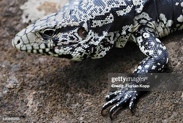 argentine black and white tegu (tupinambis merianae), iguazu falls, brazil/argentina - black and white tegu photos et images de collection