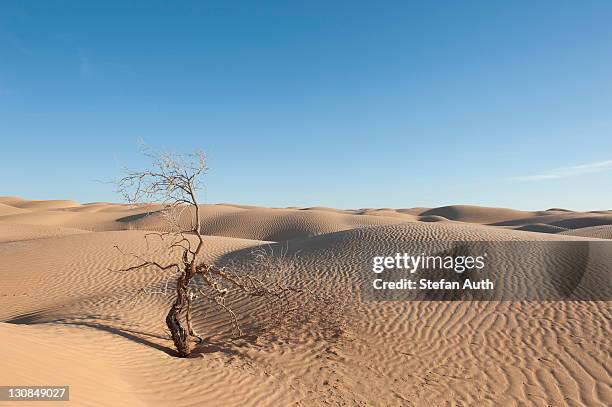 solitude, scrawny bush, sand dunes, sahara desert between douz and ksar ghilane, southern tunisia, tunisia, maghreb, north africa, africa - ghilane stock pictures, royalty-free photos & images