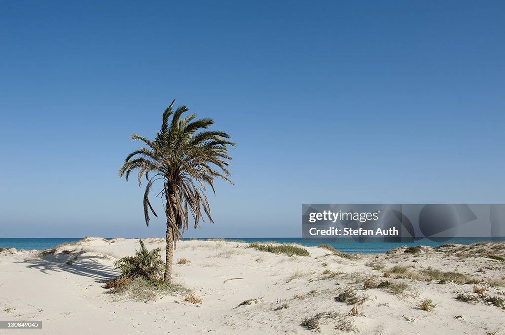 Deserted beach with palms, white sand, island of Djerba, Tunisia, Maghreb, North Africa, Africa