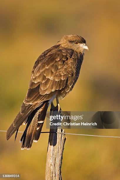 chimango caracara (milvago chimango), national park parque nacional lanin, region of northern patagonia, argentina, south america - chimango caracara stock pictures, royalty-free photos & images