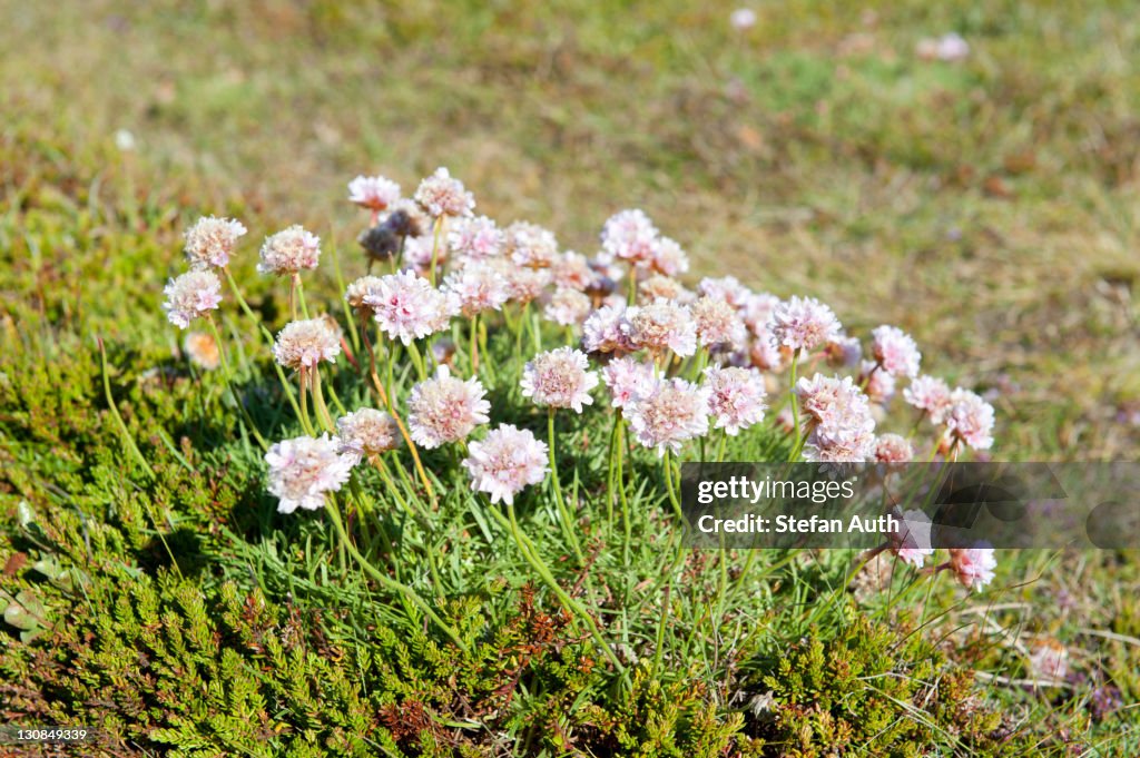 Cushion-like beach-growing Thrift (Armeria maritima) near Núpskatla, Raufarhoefn, Melrakkaslétta, Iceland, Scandinavia, Northern Europe, Europe