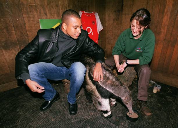 Gilberto Silva of Arsenal meets an anteater named after him at London Zoo on January 22, 2004 in London, England.