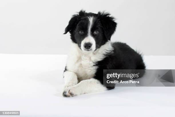border collie, puppy, 10 weeks - collie puppy stock pictures, royalty-free photos & images