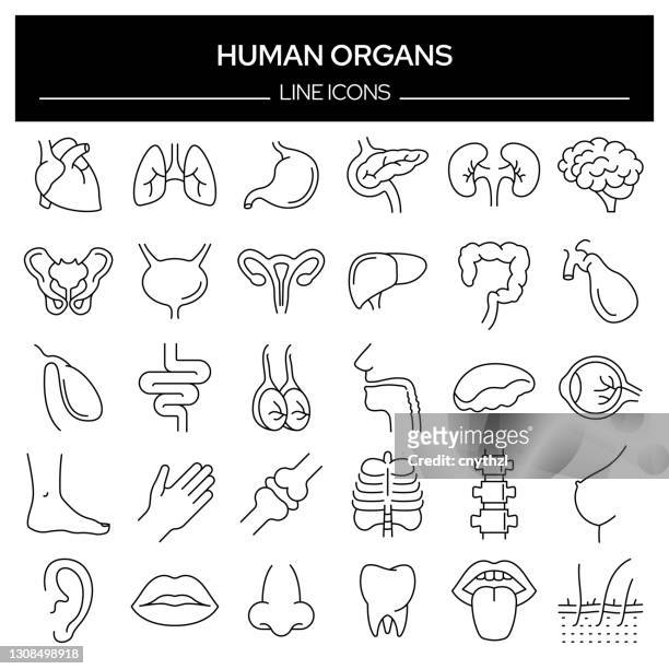 ilustrações, clipart, desenhos animados e ícones de conjunto de órgãos humanos e ícones da linha relacionada à anatomia. coleção de símbolos de contorno, traçado editável - pâncreas órgão interno