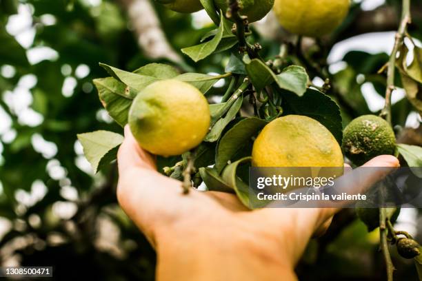 woman's hand picking lemons in a lemon tree - lime tree stockfoto's en -beelden