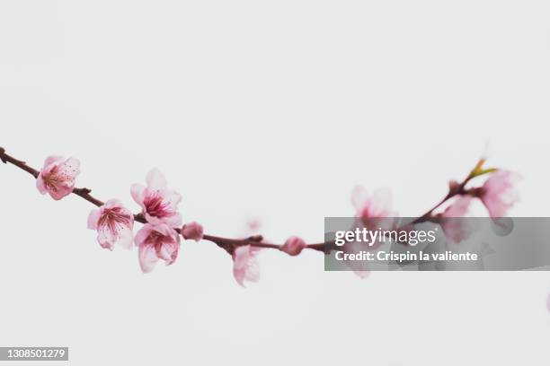 blooming peach tree branch on white background - peach blossom stock pictures, royalty-free photos & images