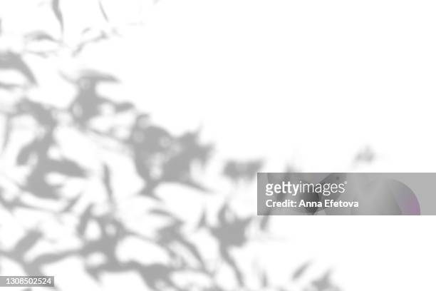 abstract ultimate gray shadows from tropical plant leaves of bamboo on white background. black and white shadow isolated for your design and art. trendy monochrome color of the year 2021. flat lay style with copy space - árbol tropical fotografías e imágenes de stock