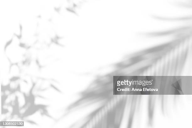 abstract ultimate gray shadows from tropical plant leaves and palm or fern on white background. black and white shadow isolated for your design and art. trendy monochrome color of the year 2021. flat lay style with copy space - árbol tropical fotografías e imágenes de stock