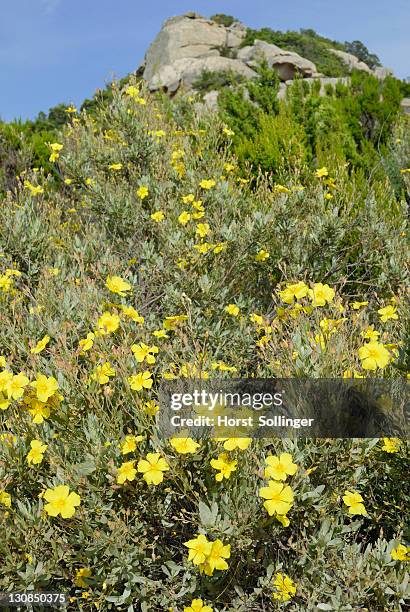 yellow blossoms of a rock rose (halimium halimifolium) in a mediterranean maquis, capo ceraso, sardinia, italy, europe - halimium stock pictures, royalty-free photos & images