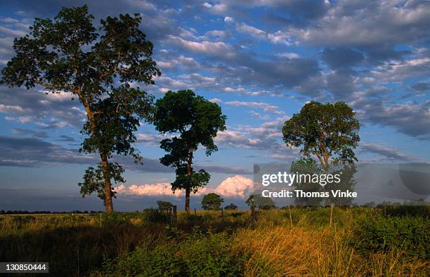 savannah before thunderstorm with urunday trees (astronium fraxinifolium), gran chaco, paraguay - chaco canyon ruins stock pictures, royalty-free photos & images