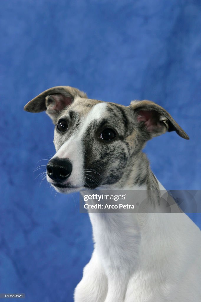 Whippet