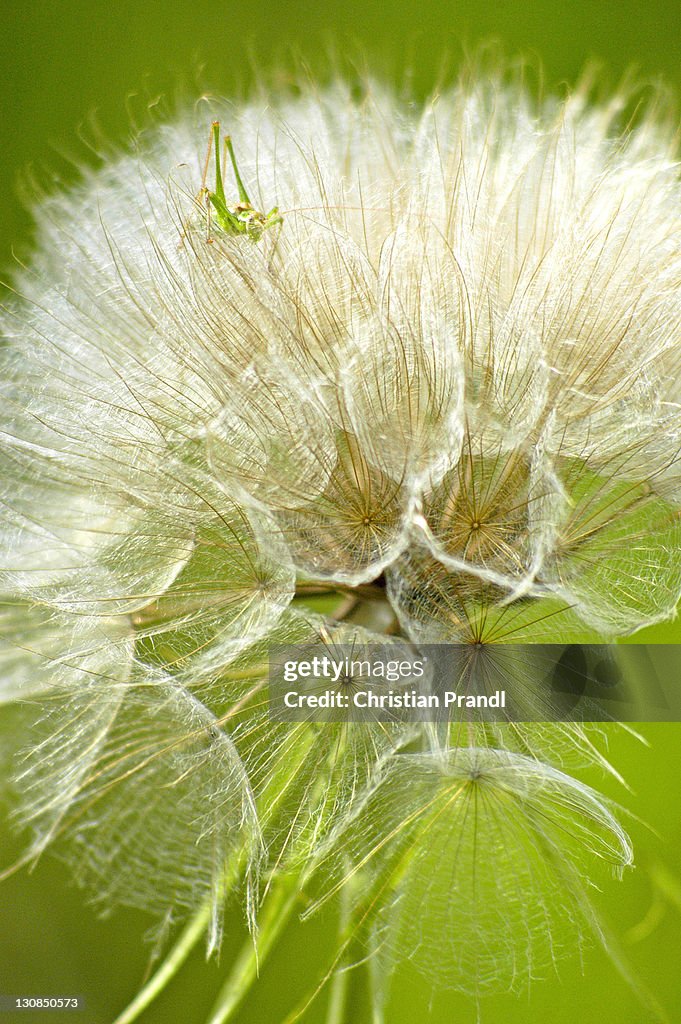 A Closeup of a dandelion (Taraxacum officinale)
