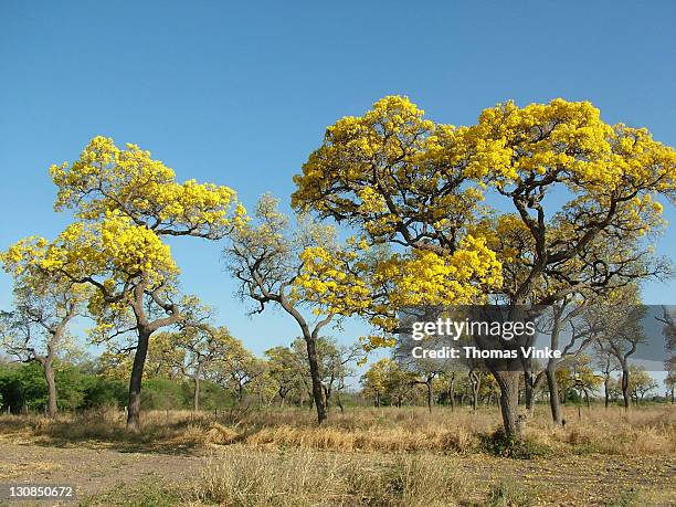 trumpet trees (tabebuia caraiba) with yellow flowers on dry grass suggest the ending of the dry time, gran chaco, paraguay - chaco canyon ruins stock pictures, royalty-free photos & images