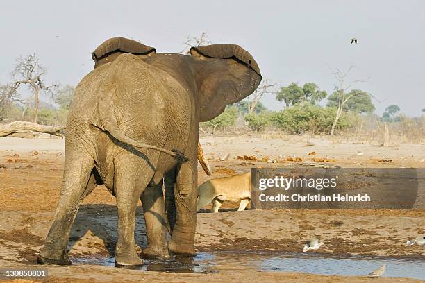african elephant (loxodonta africana) attacks a lion (panthera leo) at a waterhole, savuti, chobe nationalpark, botswana, africa - lion attack bildbanksfoton och bilder