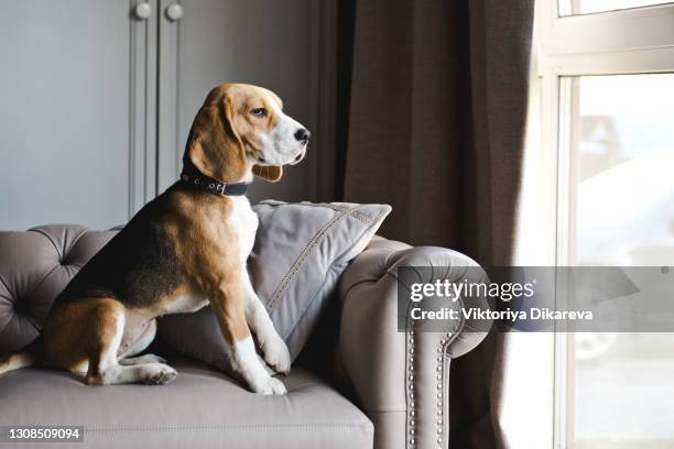 beagle, english beagle. the dog sits on a beautiful sofa and looks out the window - beagle stockfoto's en -beelden