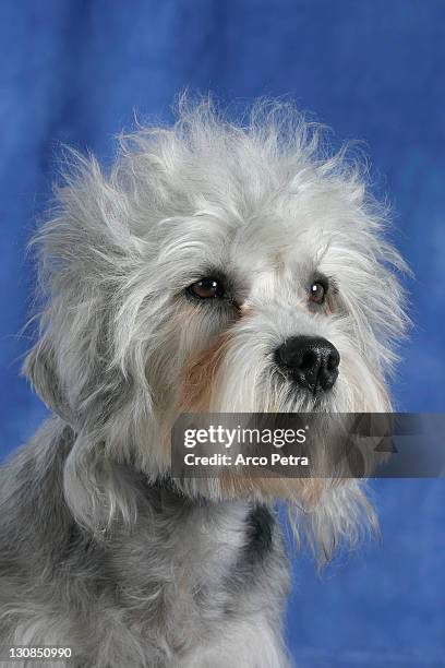 dandie dinmont terrier - dandie dinmont terrier stock-fotos und bilder