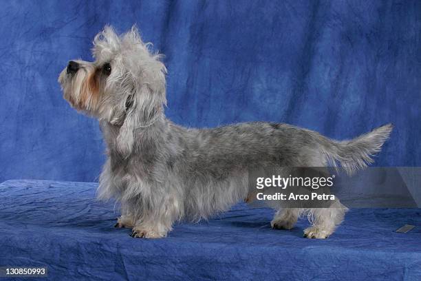 dandie dinmont terrier side - dandie dinmont terrier stock pictures, royalty-free photos & images