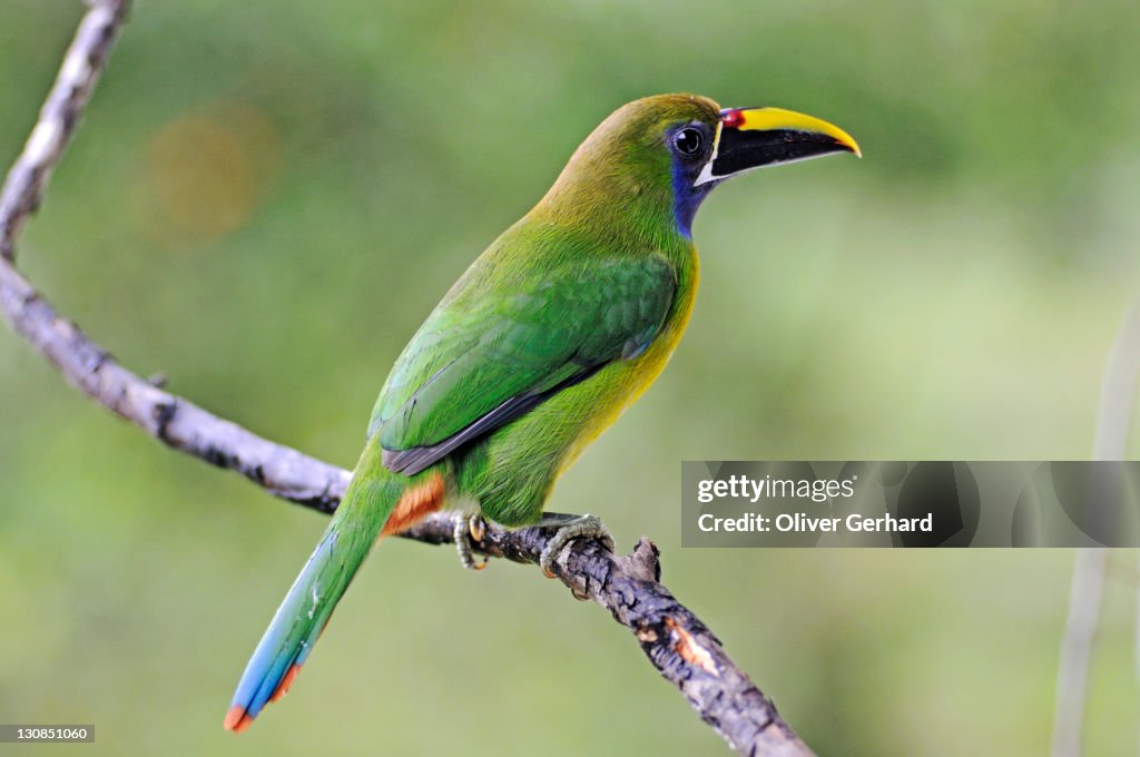 Emerald Toucanet, Aulacorhynchus prasinus, Costa Rica, Central America
