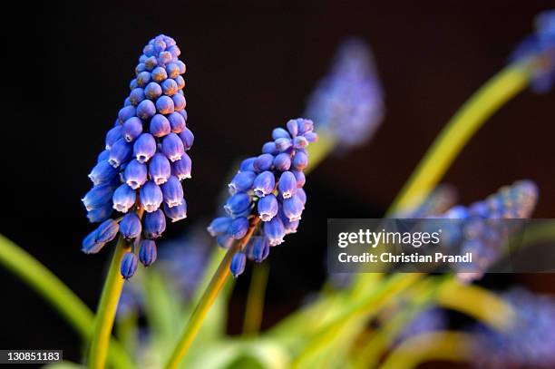 a grape hyacinth (muscari botryoides) - muscari botryoides stock pictures, royalty-free photos & images