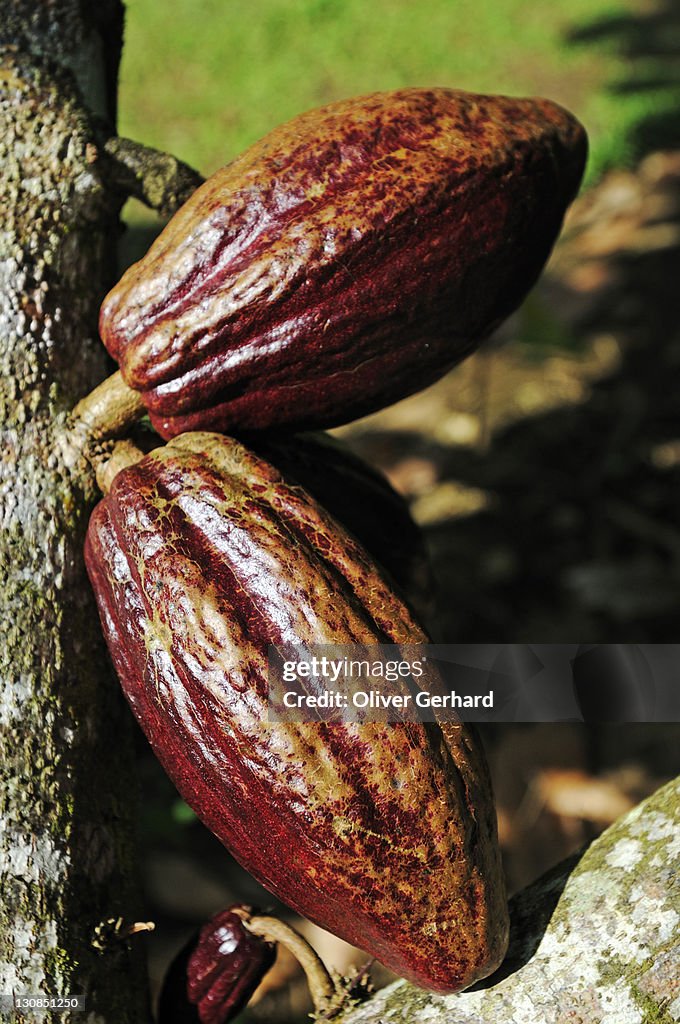 Cacao tree with fruit pods in La Fortuna, Costa Rica, Central America