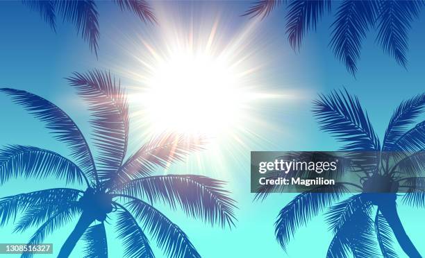 palm trees and sun blue background - palm shadow background stock illustrations