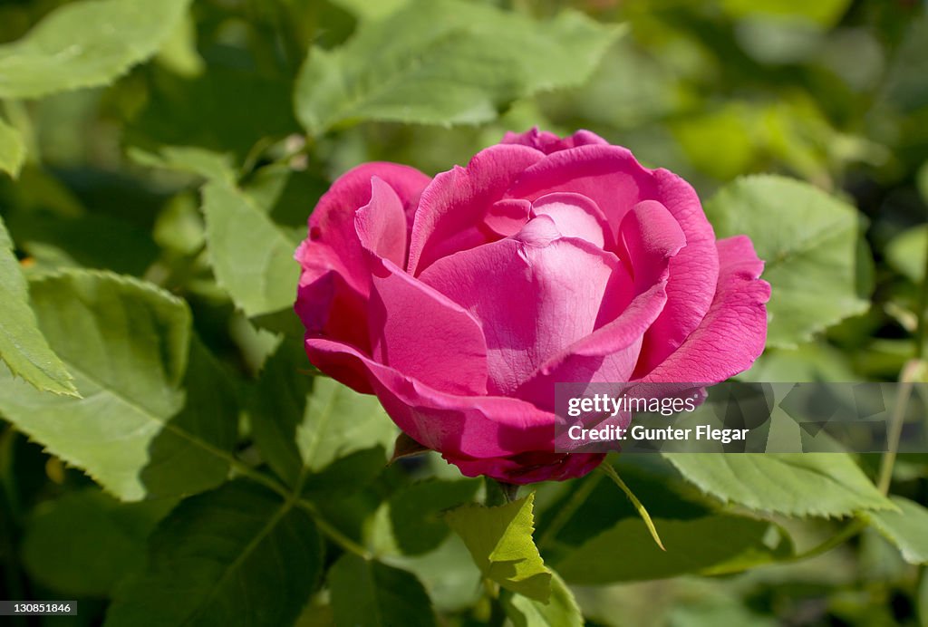 Remontant rose (Ulrich Brunner Fils)