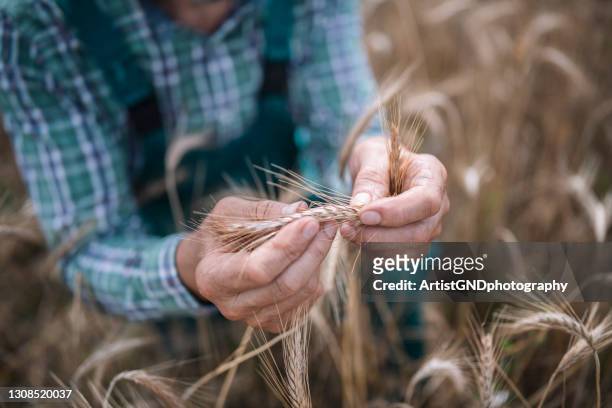 senior farmer untersuchung weizen auf dem feld. - grain field stock-fotos und bilder