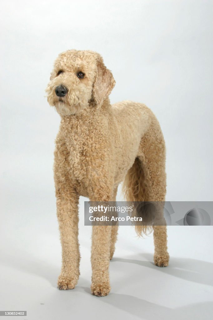 Apricot Standard Poodle Uncut Toy And Standard Poodle Are Played